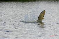 Cjp_2008_07_20_100151 (2).jpg